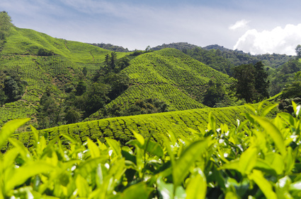 BIO Ceylon Green 50g - zelený čaj