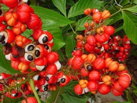 Guarana semeno mleté  50g