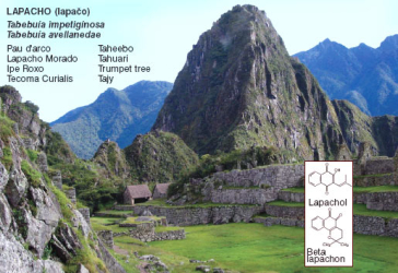 LAPACHO - Legendárny čaj Inkov