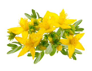 Ľubovník bodkovaný (Hypericum perforatum): Bylinkový...